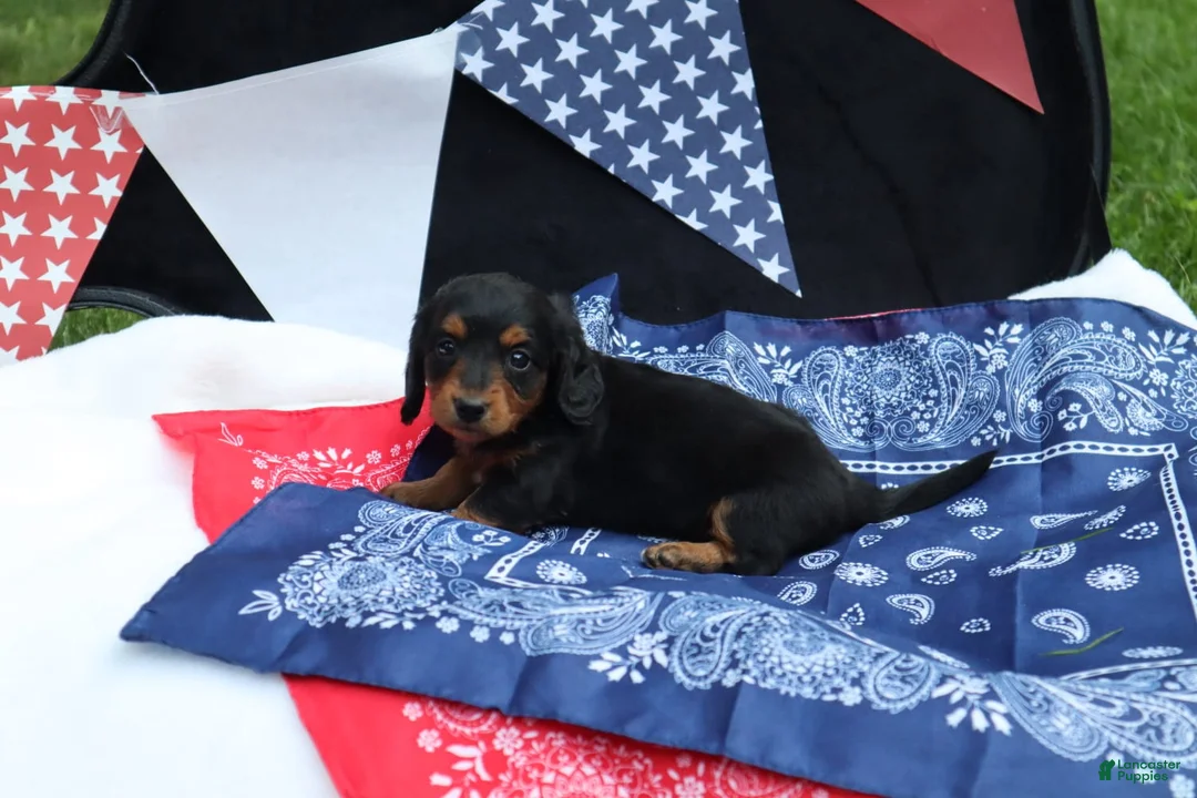 Miniature Dachshund dogs for sale: Raven - Ad 2