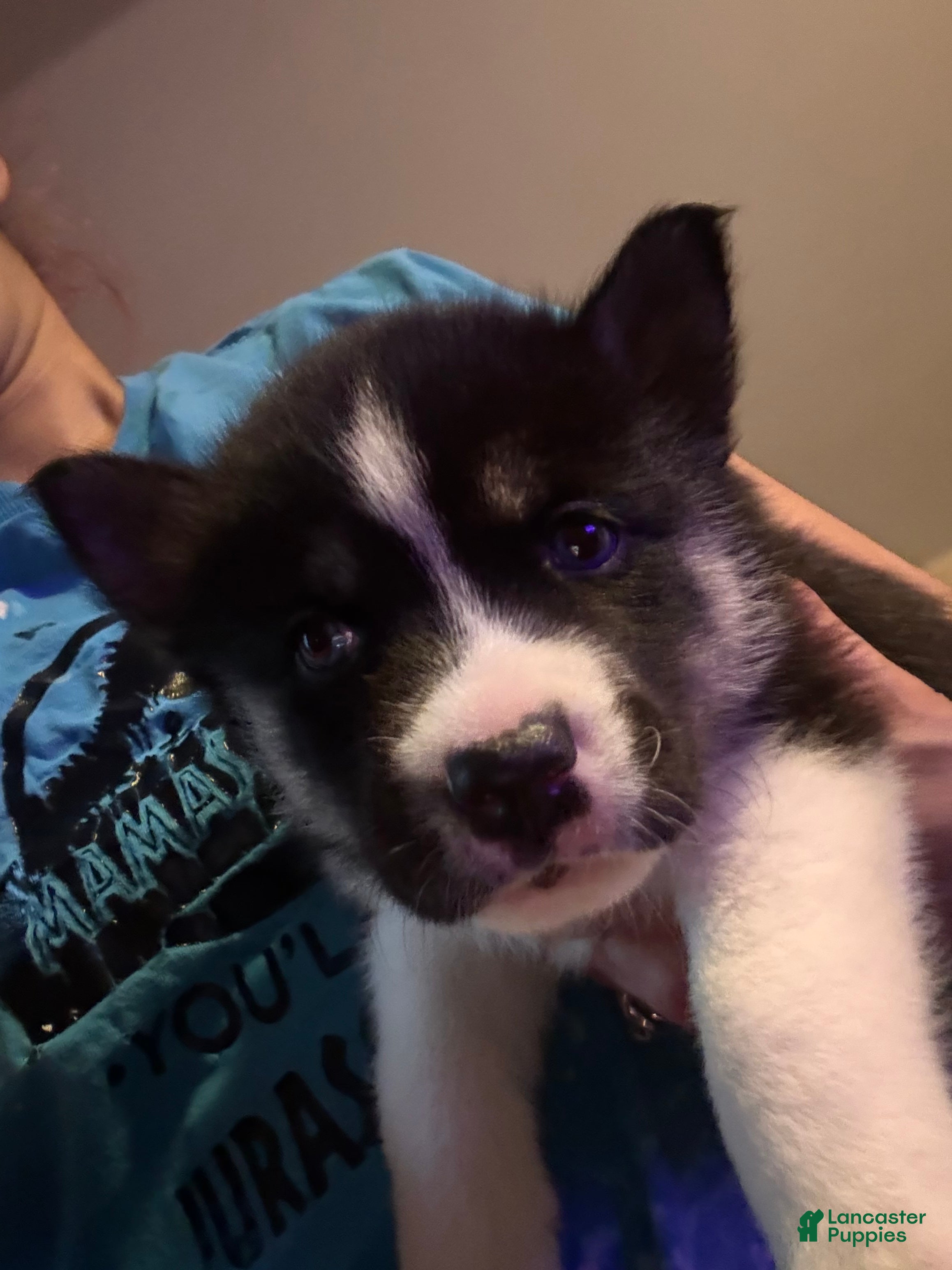 Siberian Husky dogs Siberian Husky Puppy 3 - Ad 37