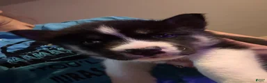 Siberian Husky Puppy 3