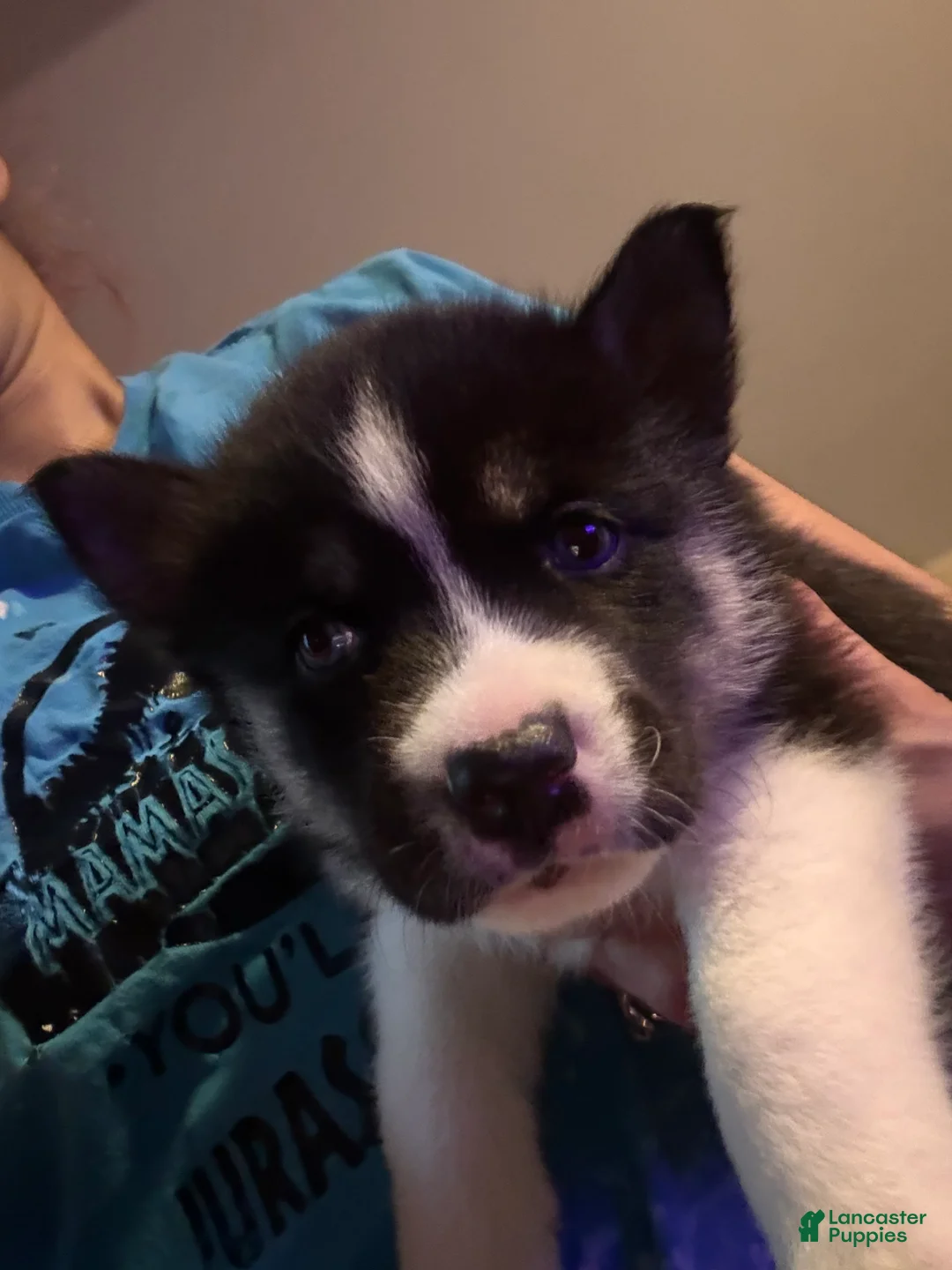 Siberian Husky dogs for sale: Siberian Husky Puppy 3 - Ad 1