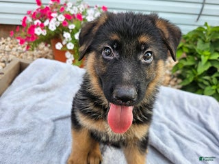 German Shepherd dogs - Ad 42