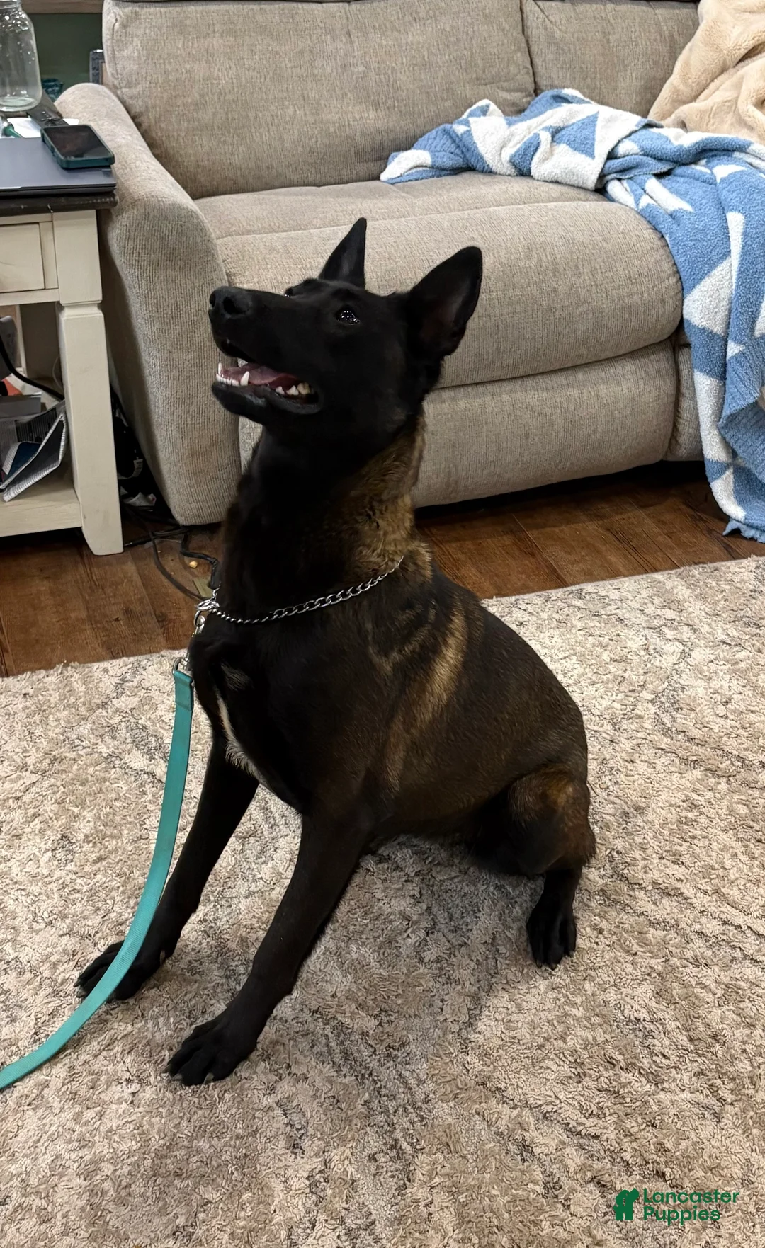 Belgian Malinois dogs for sale: Belgian Malinois Puppy 3 - Ad 2