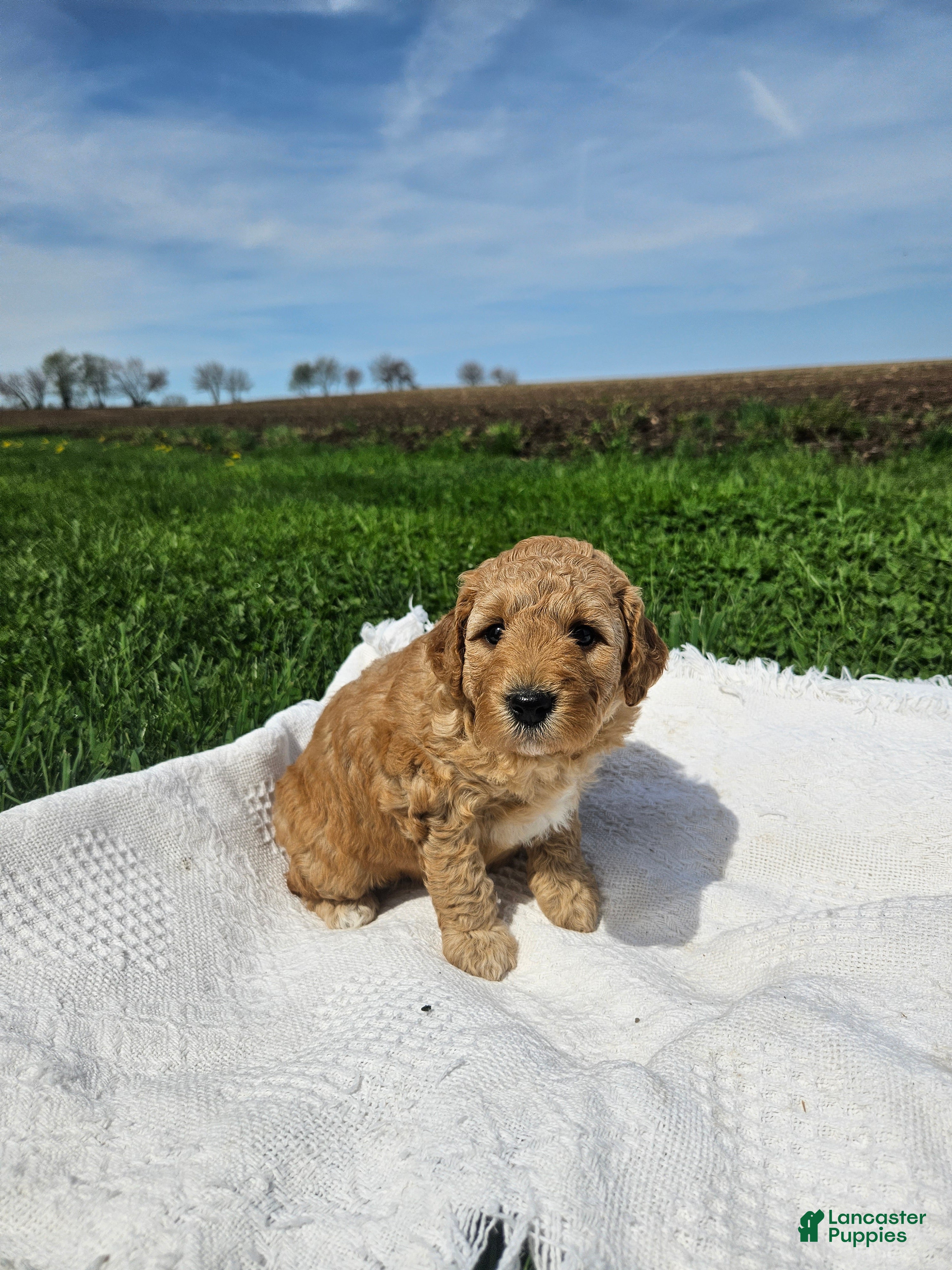 Mini Goldendoodle dogs Lucy - Ad 2