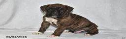 Boxer dogs for sale: Maverick - Ad 3