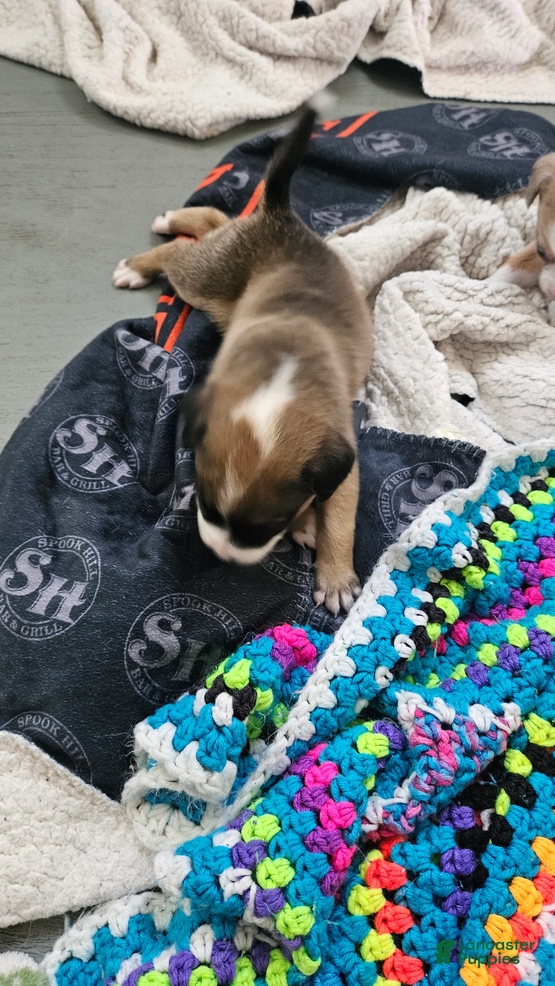 Mixed Breed dogs for sale: Potato - Ad 2