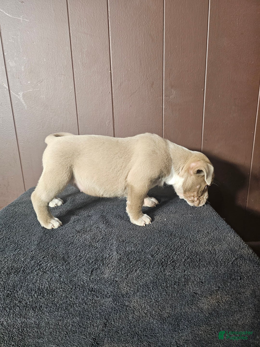 American Bully dogs for sale: Osha - Lilac - Ad 2