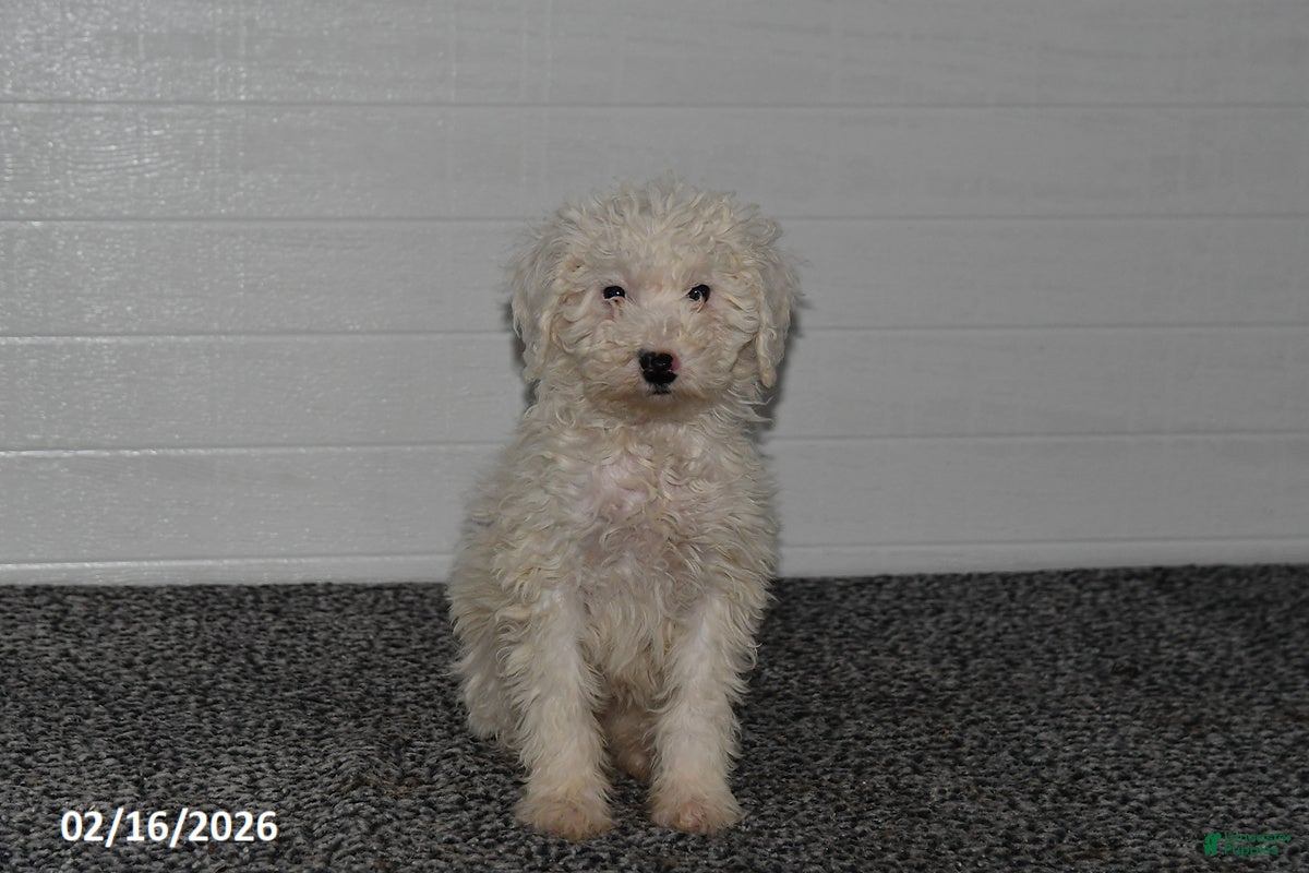 Mini Sheepadoodle dogs Chloe - Ad 1