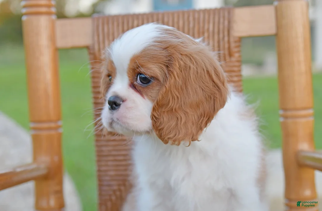 Cavalier King Charles Spaniel dogs for sale: Teddy - Ad 5