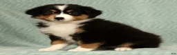 Australian Shepherd dogs for sale: Sophie - Ad 6