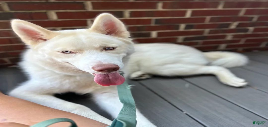 Gallery Image {{count}}