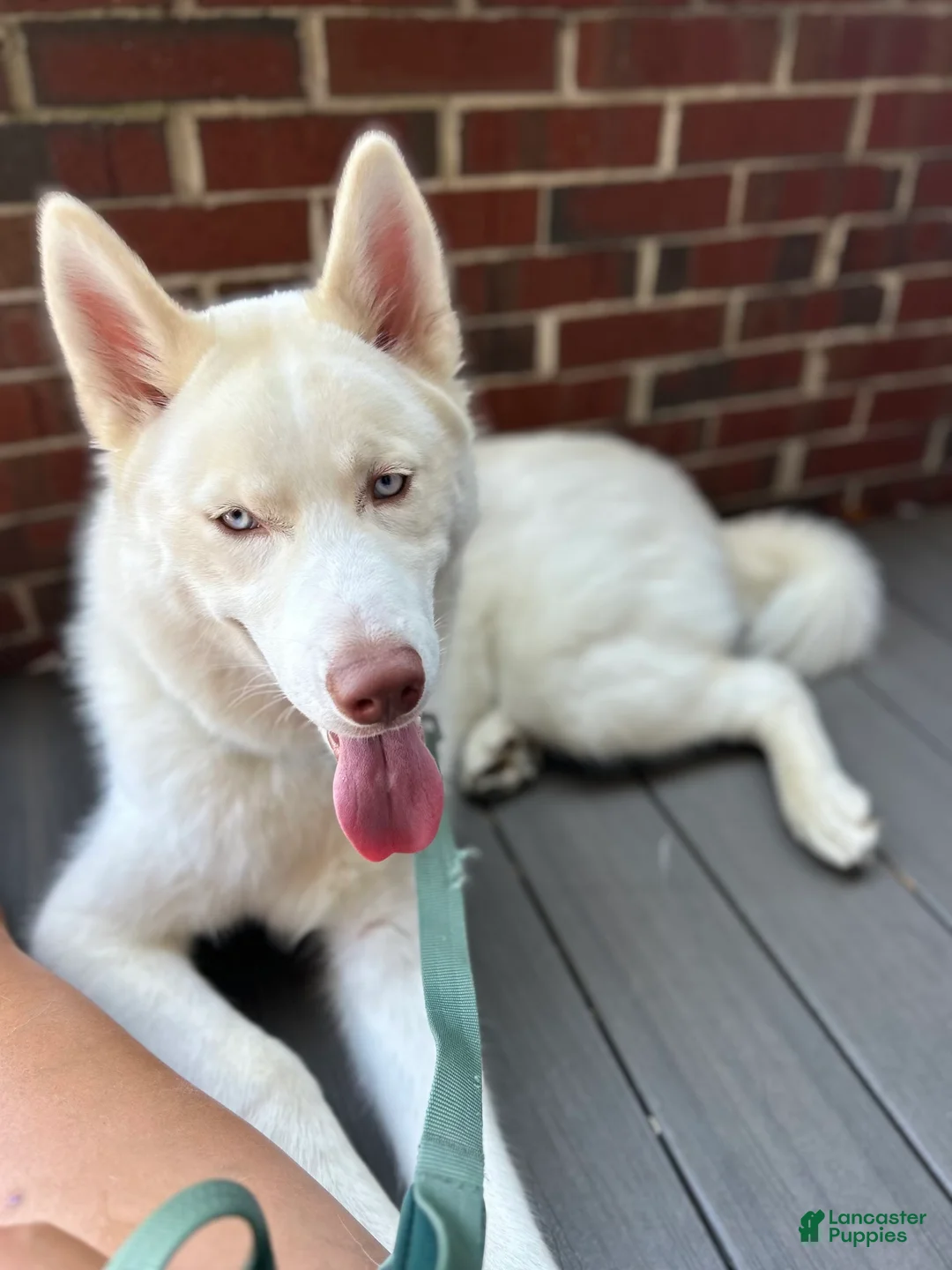 Gallery Image {{count}}