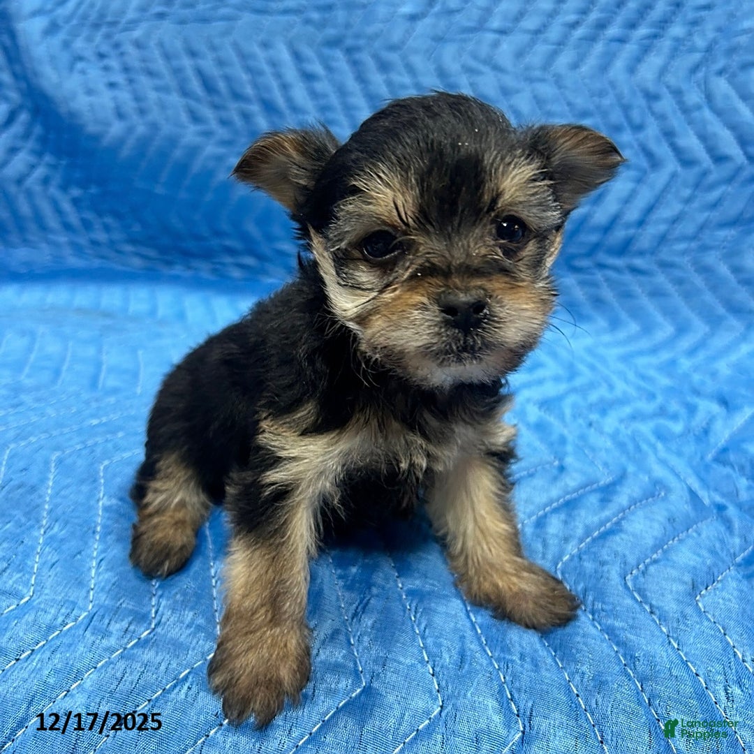 Yorkiepoo dogs for sale: Trish - Ad 3