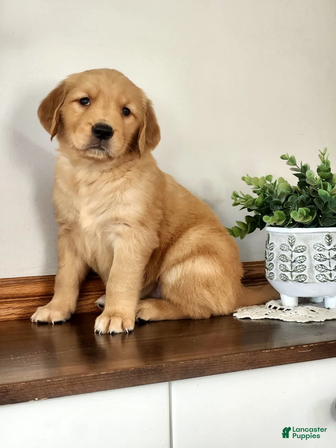 Golden Retriever dogs for sale: Stella - Ad 2
