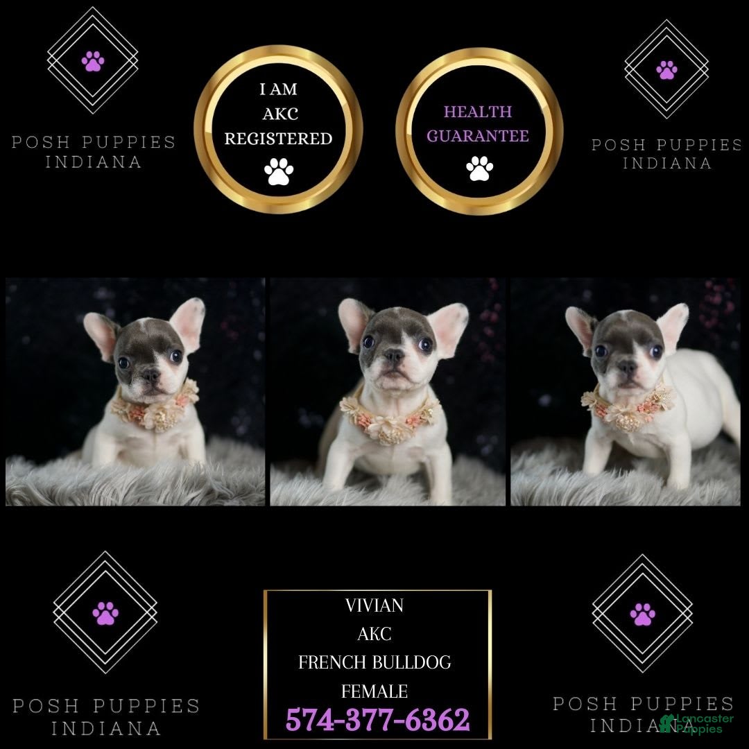 French Bulldog dogs for sale: Vivian - Ad 2