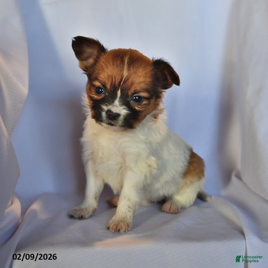 Papillon dogs Luna  - Ad 1