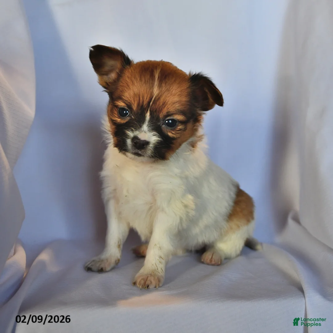Papillon dogs for sale: Luna  - Ad 4