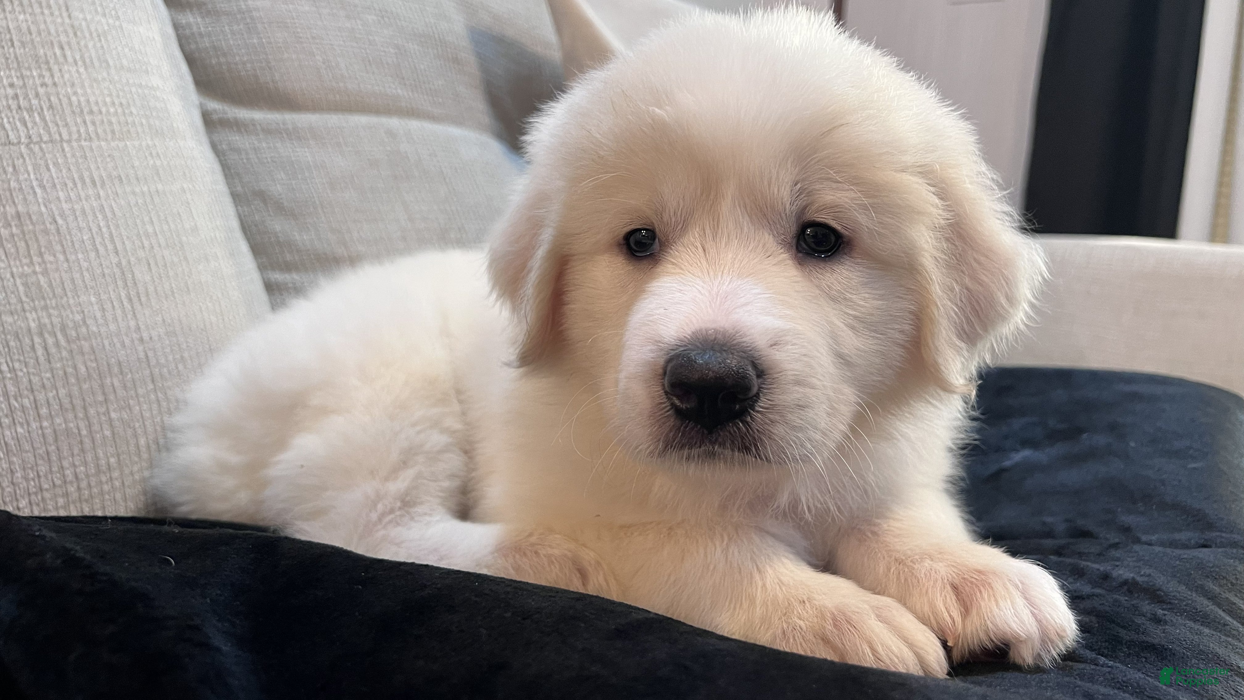 Great Pyrenees dogs Meadow - Hot Pink Collar - Ad 1