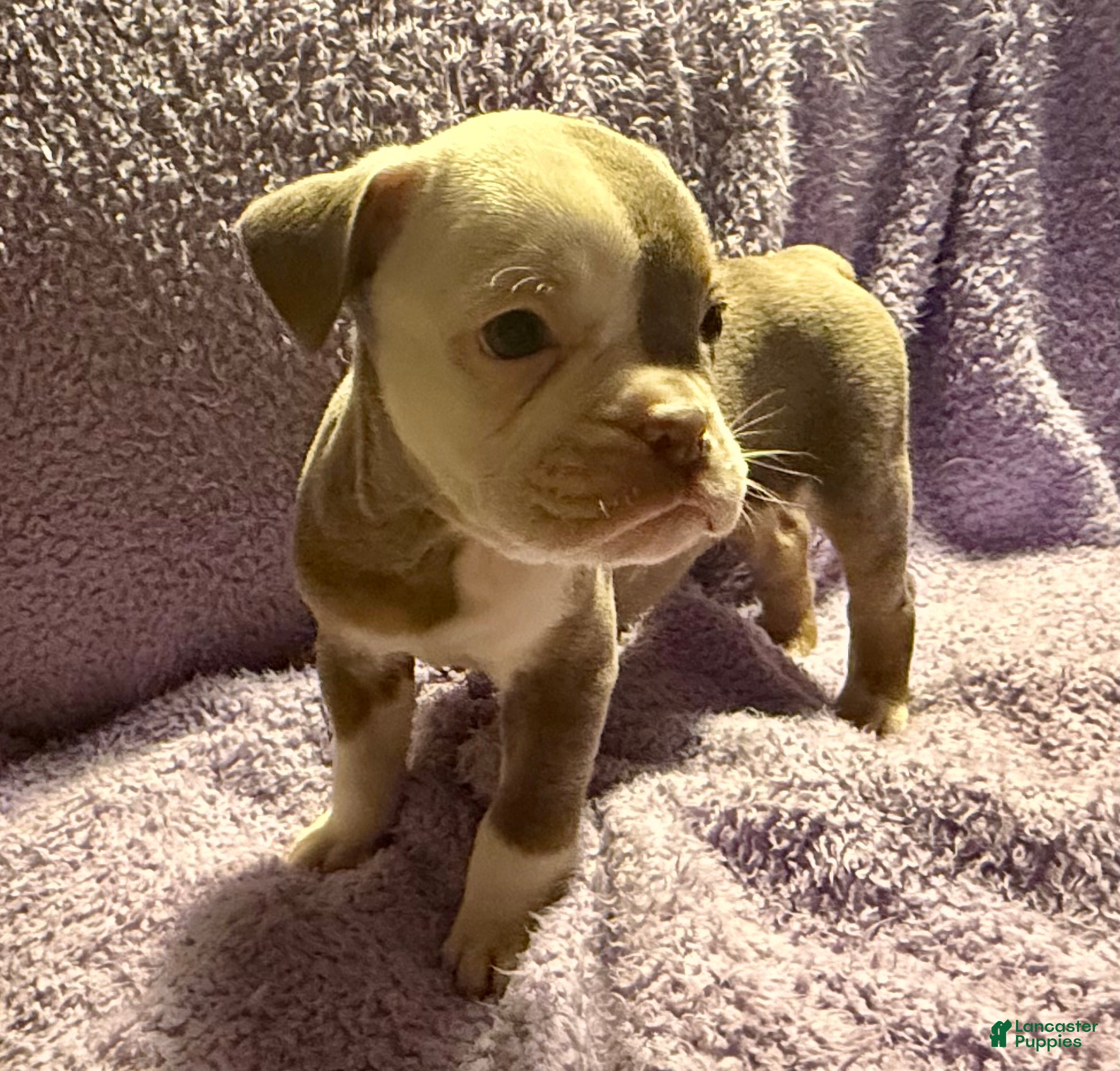 Olde English Bulldogge dogs Tri Lilac  - Ad 2