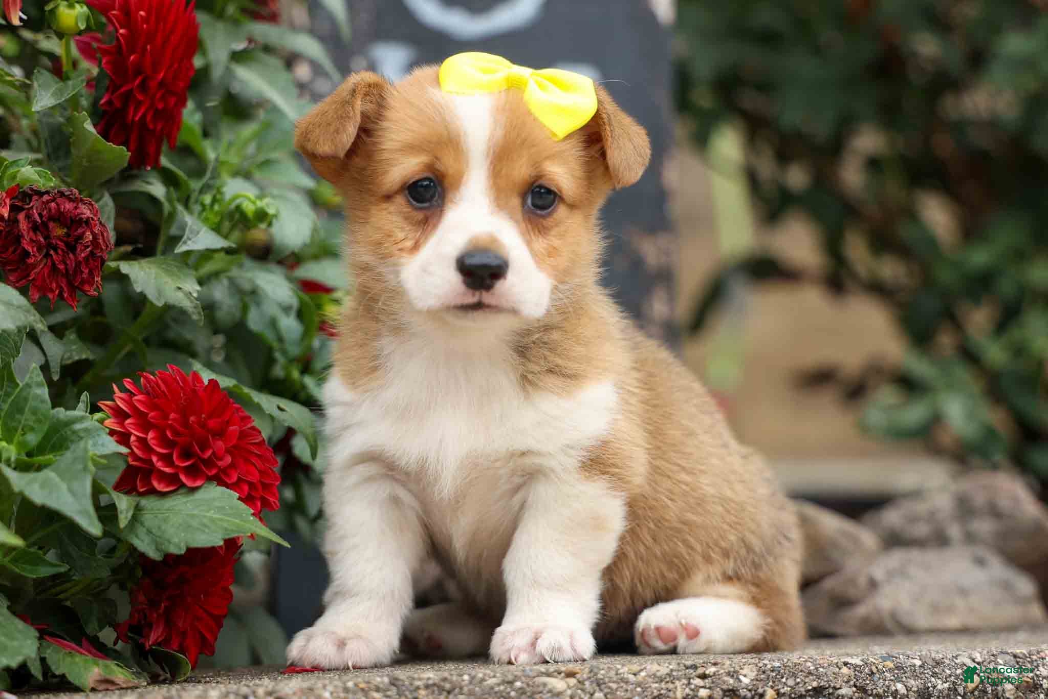 Welsh Corgi Pembroke dogs  Tilly Rose🌸 - Ad 1