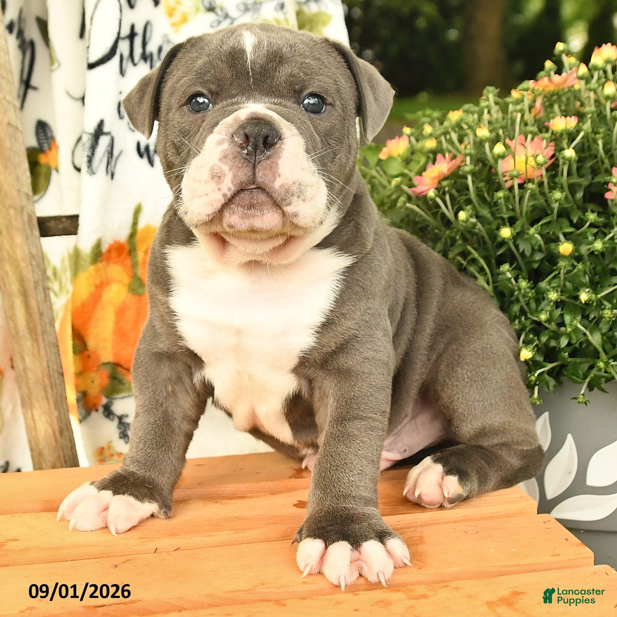 Olde English Bulldogge dogs Gibson - Ad 2
