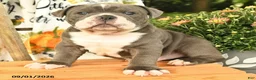 Olde English Bulldogge dogs for sale: Gibson - Ad 2