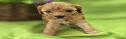 Cavapoo dogs for sale: Indigo - Ad 6