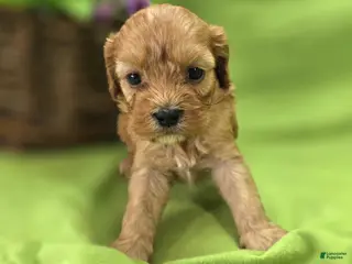 Cavapoo dogs Indigo - Ad 35