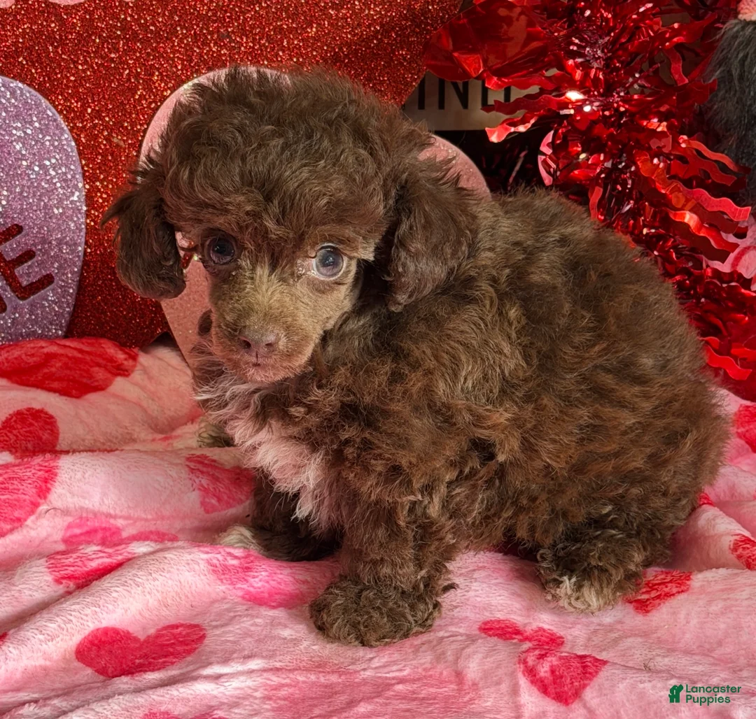 Toy Poodle dogs for sale: Chance - Ad 1