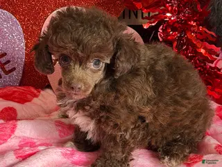 Toy Poodle dogs Chance - Ad 39