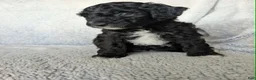 Mixed Breed dogs for sale: Raven  - Ad 3