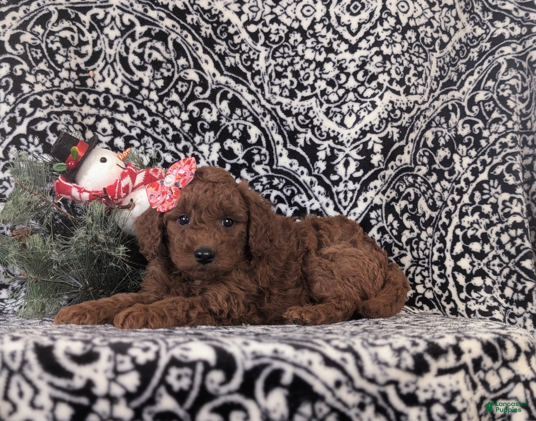 Mixed Breed dogs for sale: Charity Hypoallergenic - Ad 4