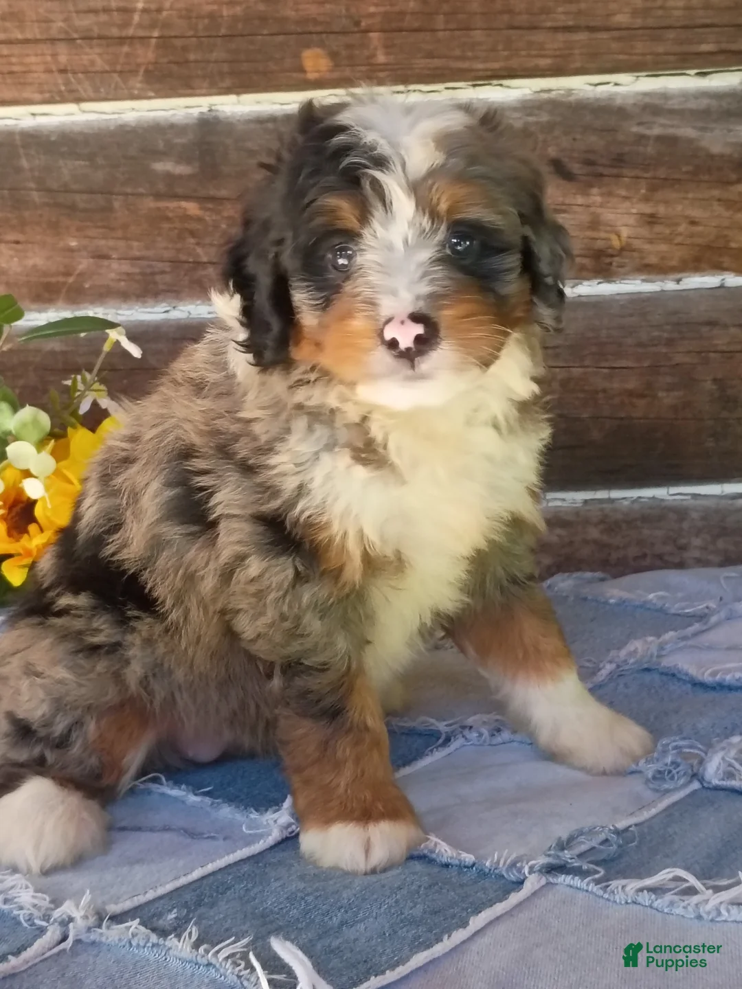 Mini Bernedoodle dogs for sale: Mini Bernedoodle 6 - Ad 1