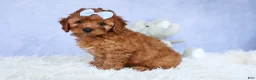 Cavapoo dogs for sale: TYSON - Ad 19
