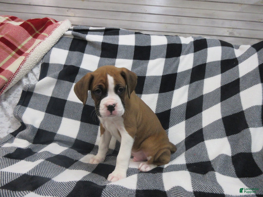 Boxer dogs for sale: Duke - Ad 1