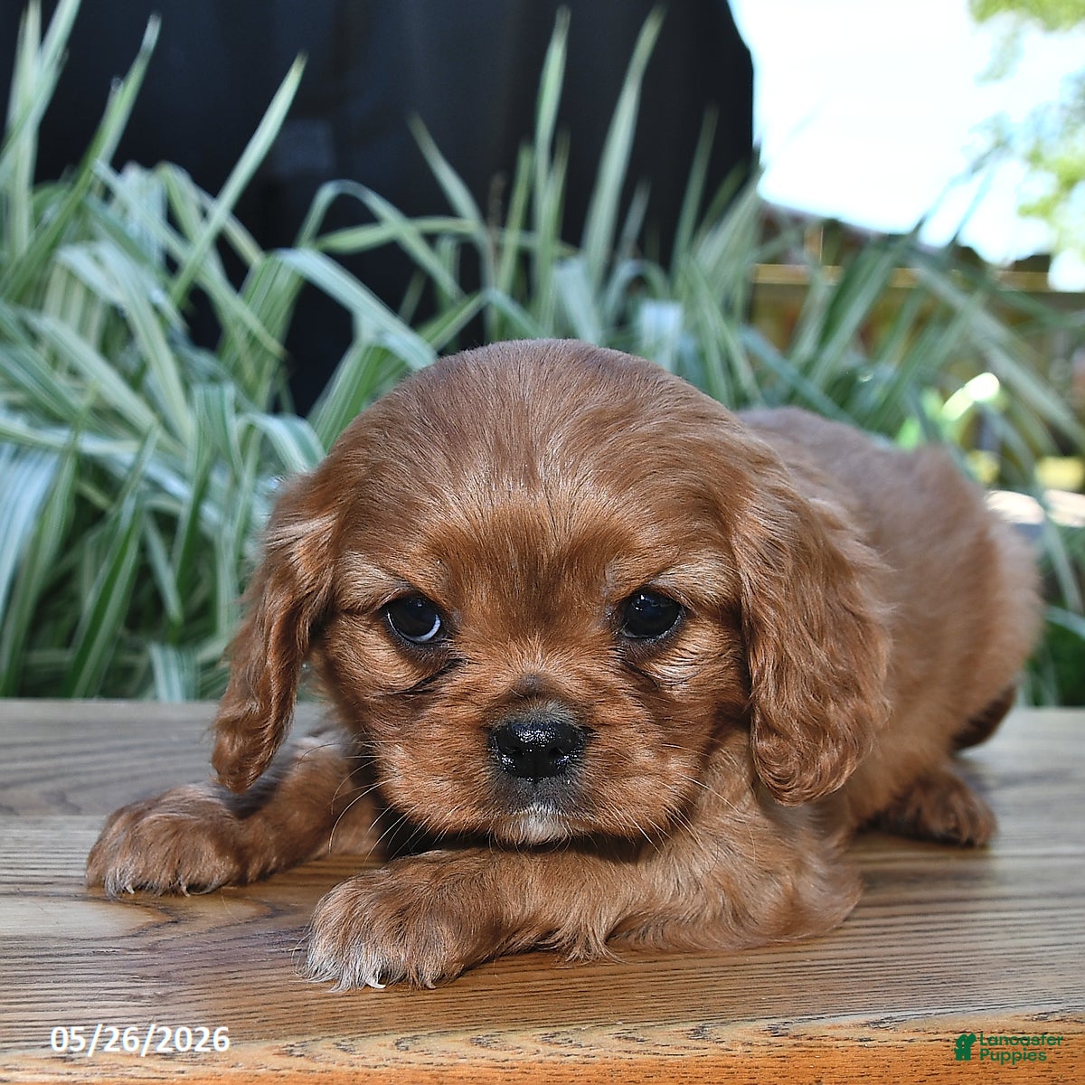 Cavalier King Charles Spaniel dogs Twila - Ad 2