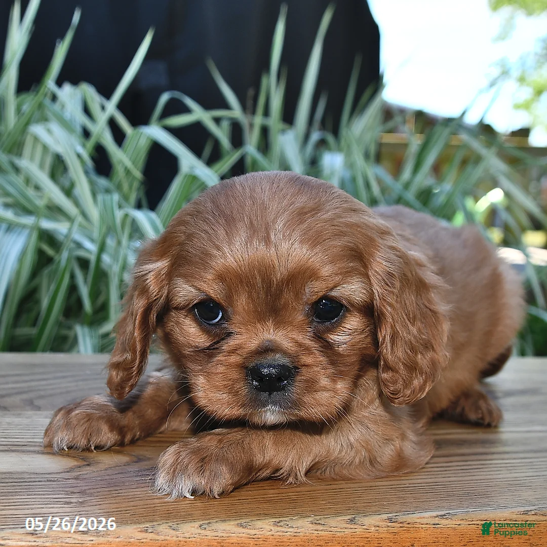 Cavalier King Charles Spaniel dogs for sale: Twila - Ad 2