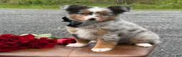 Toy Australian Shepherd dogs for sale: Tucker  - Ad 5