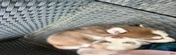 Siberian Husky dogs for sale: Missy - Ad 8