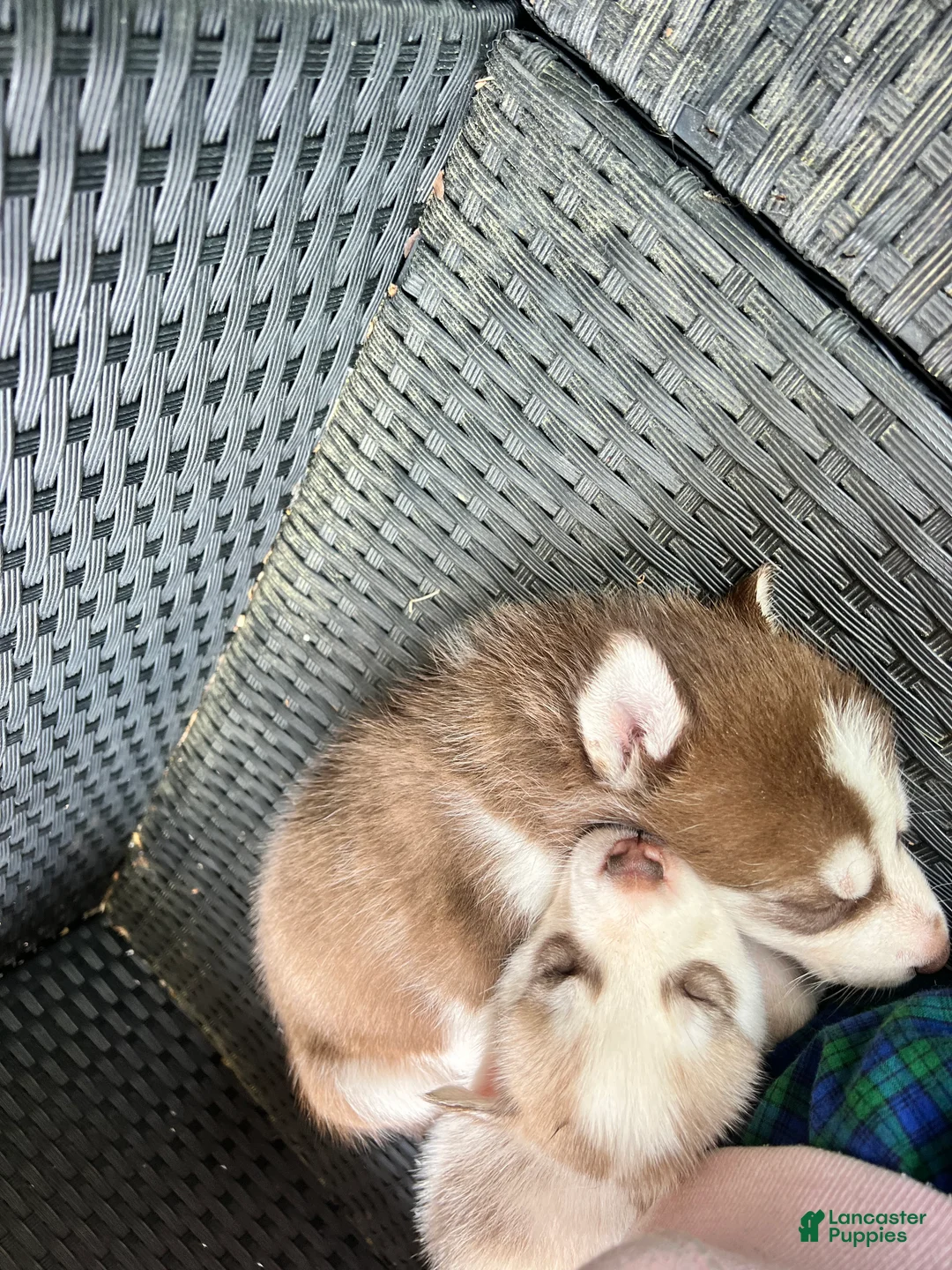 Siberian Husky dogs for sale: Missy - Ad 8