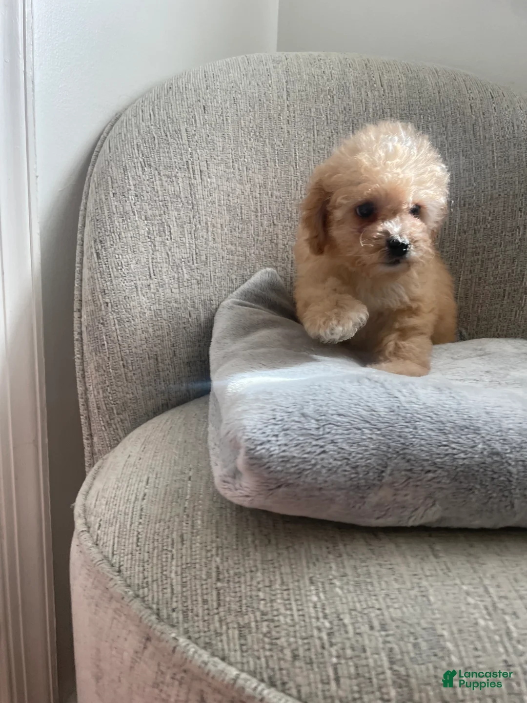 Toy Poodle dogs for sale: Minnie - Ad 3
