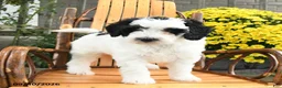 Mini Bernedoodle dogs for sale: Bandit - Ad 1