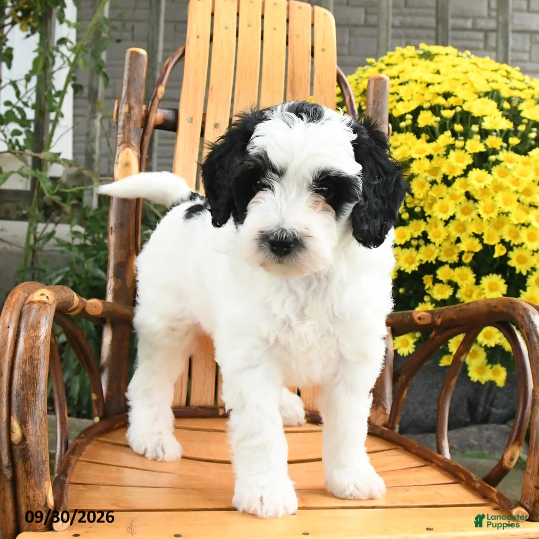 Mini Bernedoodle dogs for sale: Bandit - Ad 1