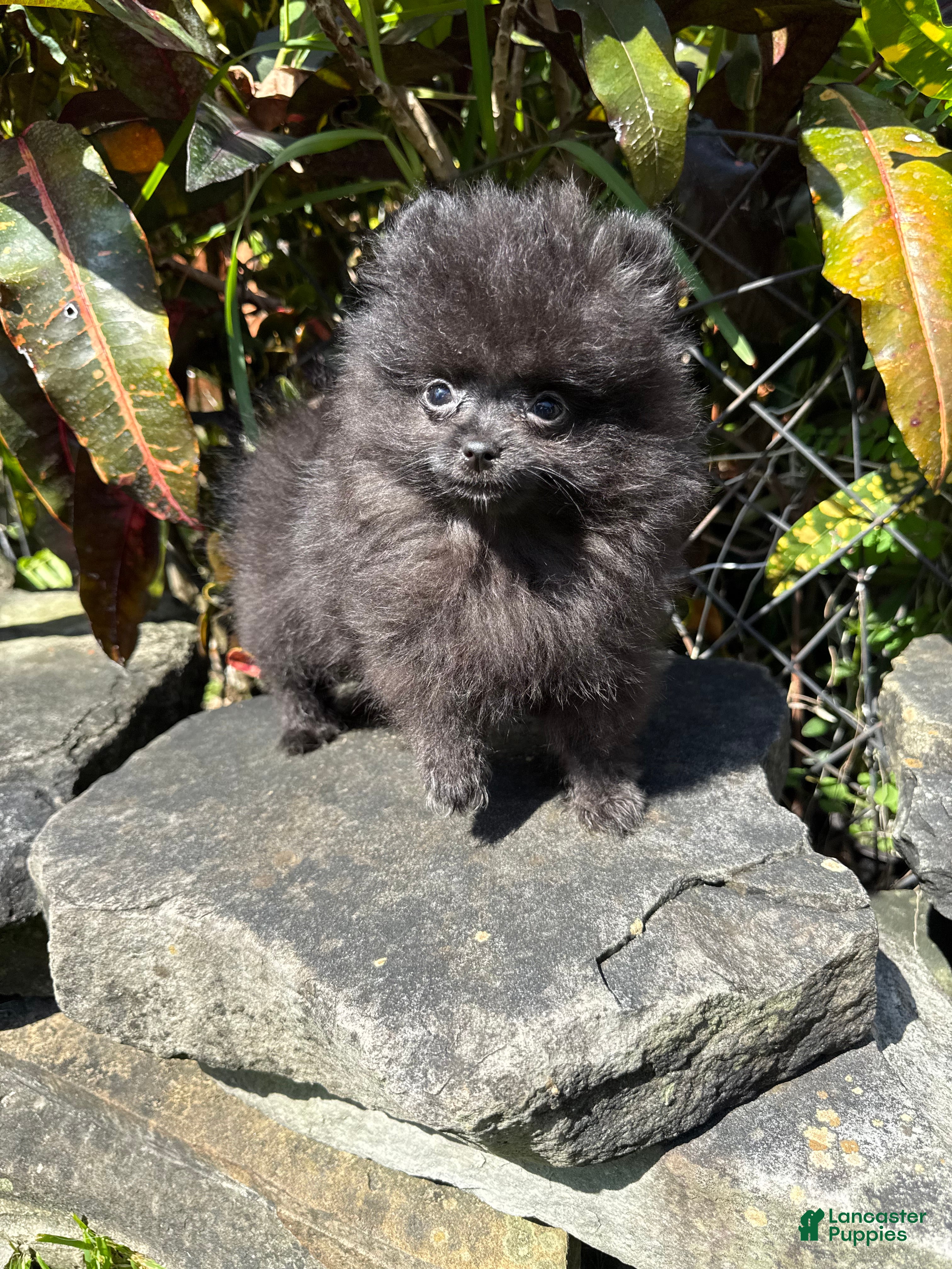 Pomeranian dogs Pomeranian 2 - Ad 15