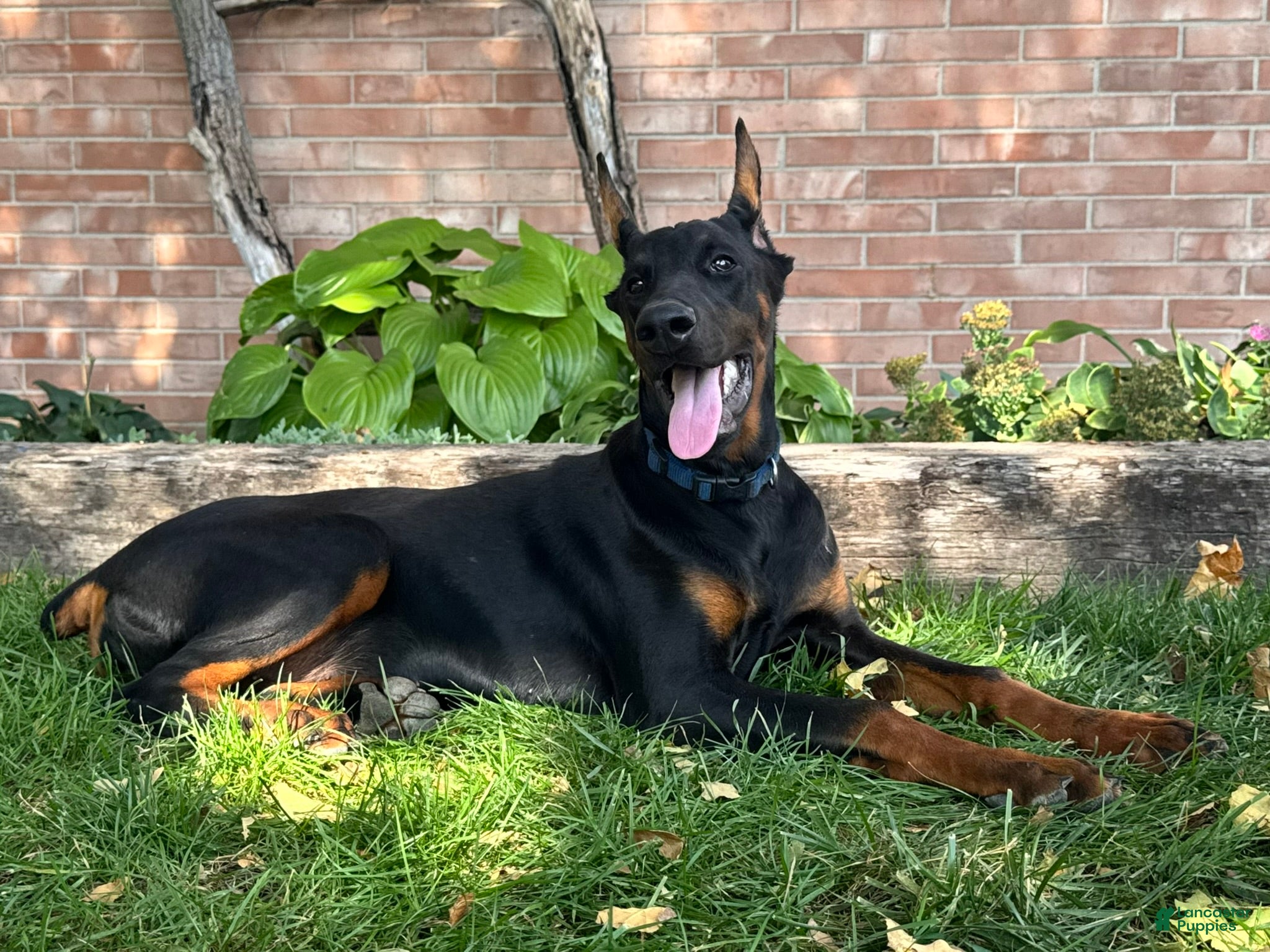 Doberman Pinscher dogs Amika - Ad 2
