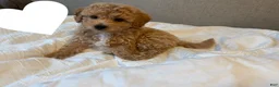Bichpoo dogs for sale: Milo - Ad 1