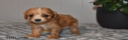 Cavapoo dogs for sale: Evan - Ad 3