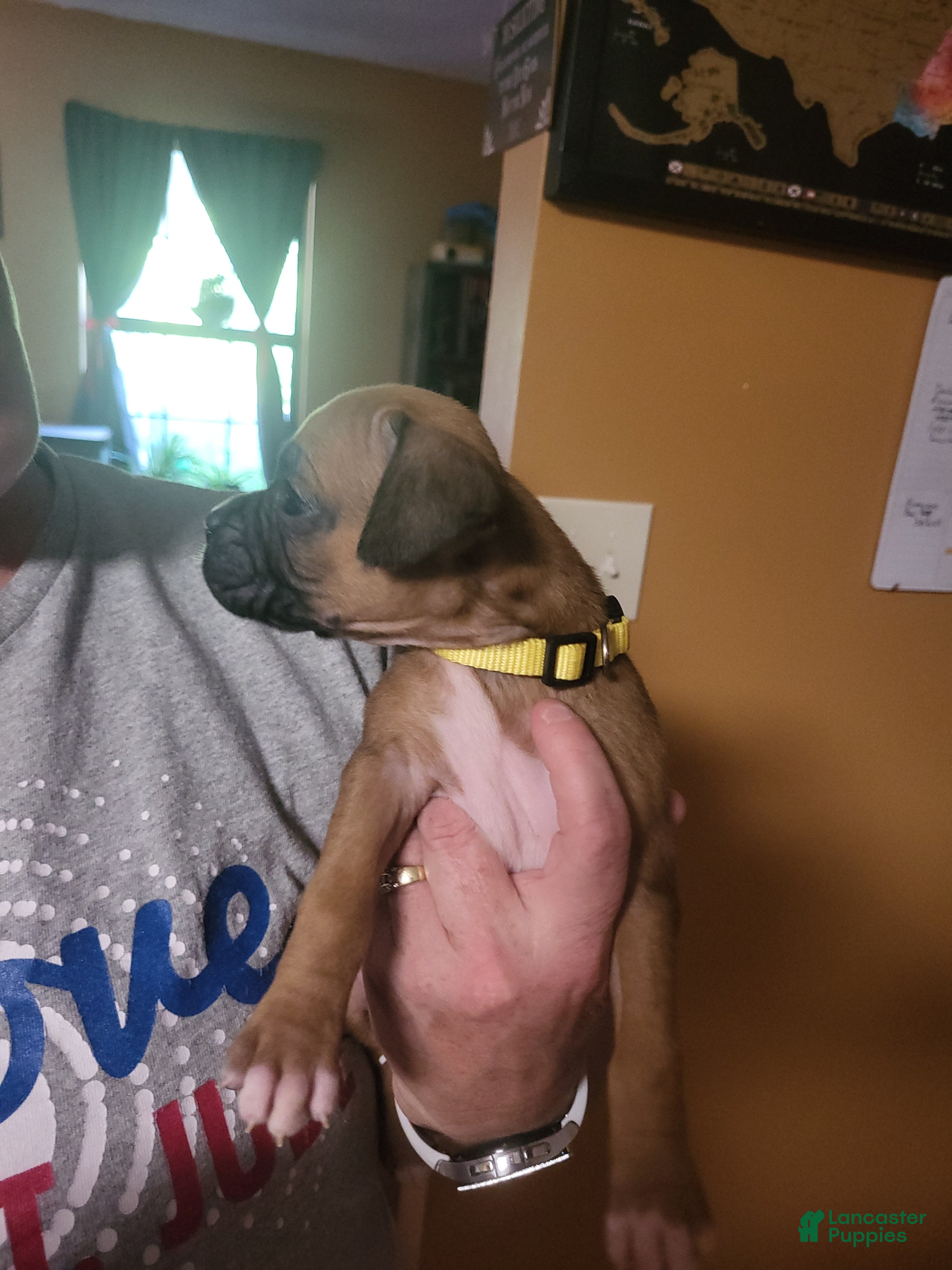 Boxer dogs Yellow Female (Gypsy) - Ad 3