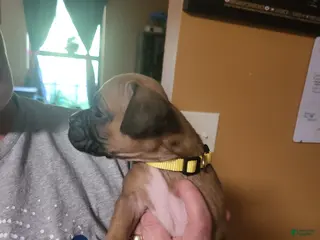 Boxer dogs Yellow Female (Gypsy) - Ad 3