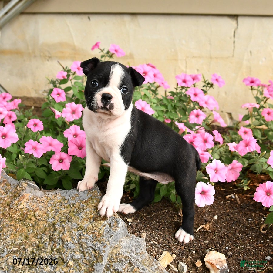 Boston Terrier dogs Biscuit - Ad 1