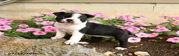 Boston Terrier dogs for sale: Biscuit - Ad 1